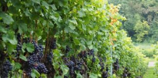 vinograd