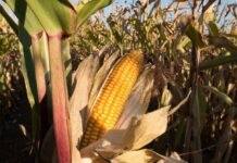 kukuruz