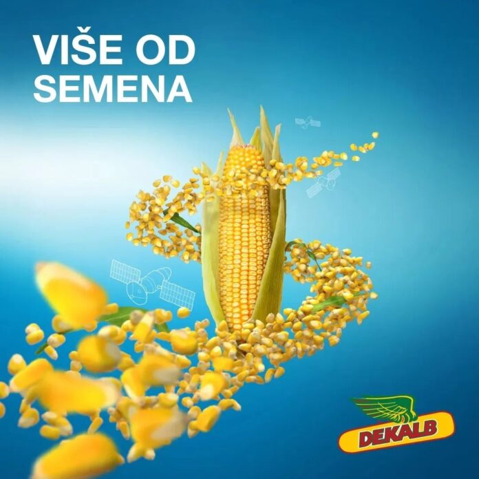Dekalb hibridi kukuruza Dekalb hibridi kukuruza