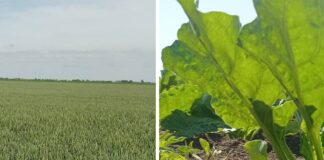 duplex pro psenica secerna repa