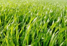 MAXENTIS – Fungicid za pšenicu i ječam sa ZELENIM efektom maxentis adama psenica