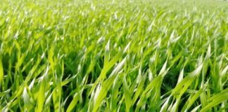 maxentis adama psenica