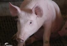 Uzgoj prasadi isplativiji od tova, brži je obrt kapitala i stabilnija cena prasad