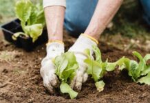 Bašta u MAJU: Šta se radi, a šta sadi? sadnja