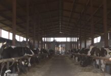 Farma sa 330 krava i borba domaćina da grla ne završe u klanicama farma krava krave