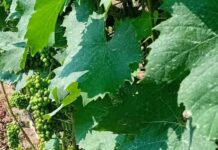 Aktuelna zaštita vinove loze vinova loza