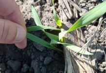 Suzbijanje štetnih insekata u strnim žitima u jesenjem periodu strna zita stetni insekti jesen
