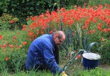 Najčešći korovi u bio-bašti i kako ih iskoristiti basta korov