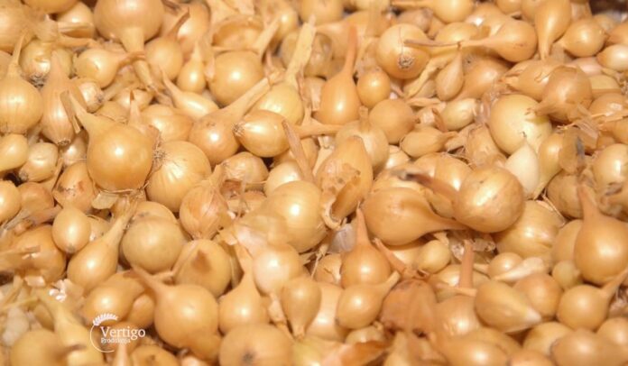 Agrosaveti Proizvodnja arpadžika 05