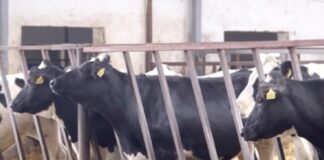 krave holstajn