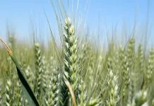 Maganic – za pšenicu bez mikotoksina, fungicid za brze intervencije maganic adama