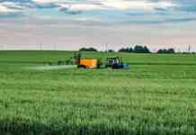 Maksimalna zaštita stabla, lista i klasa PŠENICE od bolesti zastita stabla lista i klasa psenice