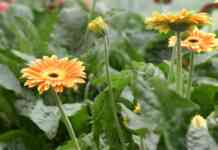 Uzgoj gerbera