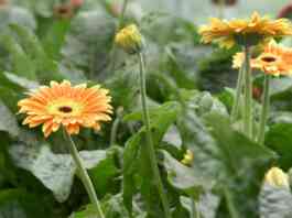 Uzgoj gerbera