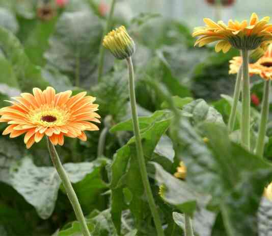 Uzgoj gerbera
