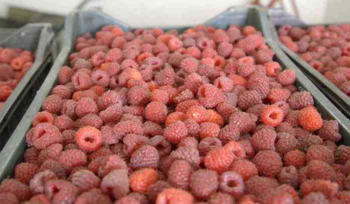 Maline