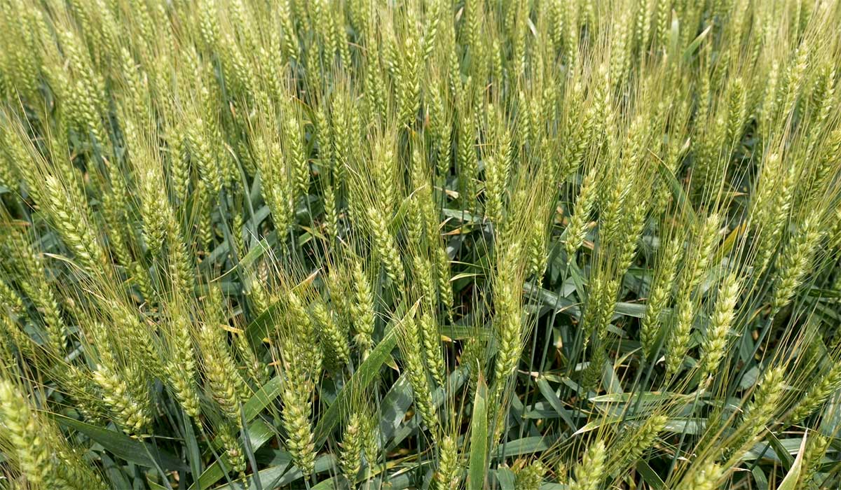 Sve manje kvalitetne pšenice u Srbiji - Agro saveti