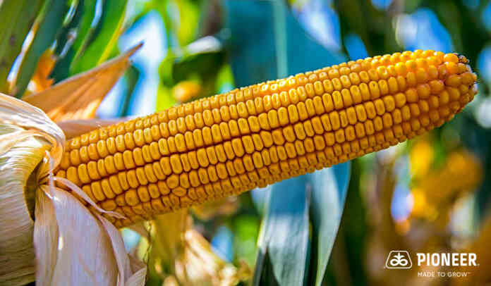 Pioneer hibridi kukuruza 2 1