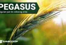 Pegasus – Siguran put do zdravog zrna strna zita