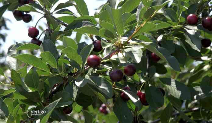 poljoprivredne masine