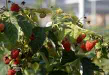 maline 8