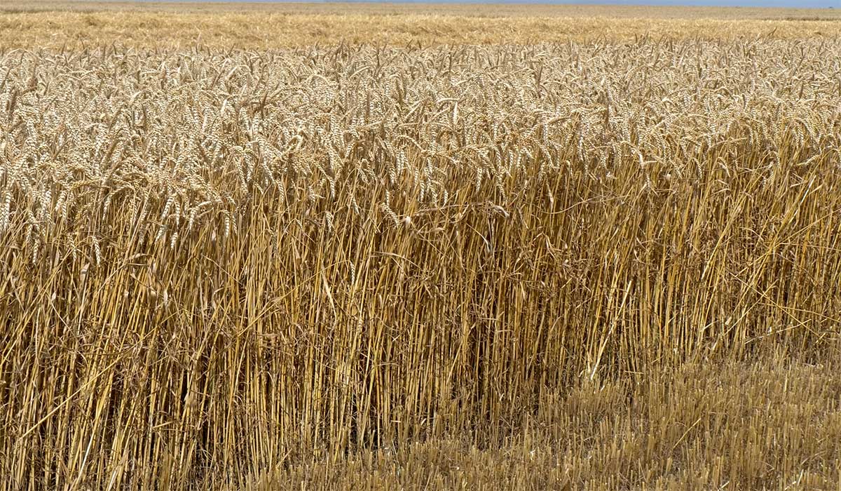 Cena pšenice ne pokriva troškove proizvodnje - Agro saveti