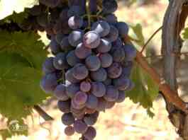 berba grozdja 9