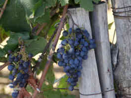 subvencije za vinare 2