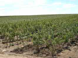 javni poziv vocarstvo