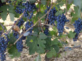 subvencije za vinare 3