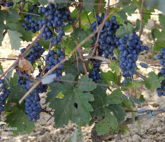 subvencije za vinare 3