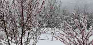 Mraz ostetio breskvu i kajsiju 3,27.00 00 20 00