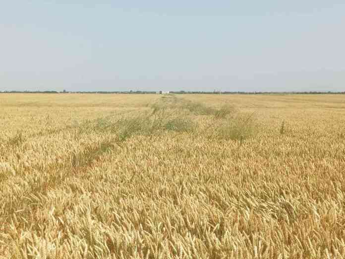 Pamas slika 01 Pamas slika 01