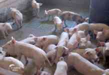 Uzgoj i farma svinja na salasu 3