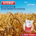 Apsolutni šampion u prinosima – najsejanija sorta pšenice u Srbiji! Avenue 1200x1200px