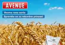 Apsolutni šampion u prinosima – najsejanija sorta pšenice u Srbiji! Avenue 1200x1200px