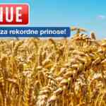 Apsolutni šampion u prinosima – najsejanija sorta pšenice u Srbiji! Avenue psenica