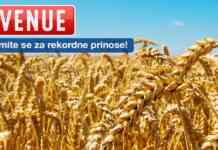 Avenue psenica